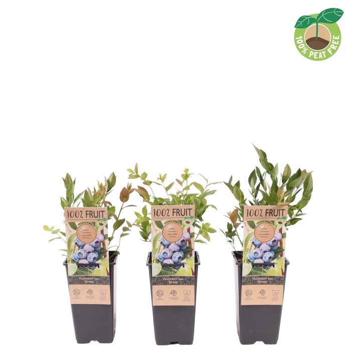 <h4>Vaccinium Co Jersey</h4>