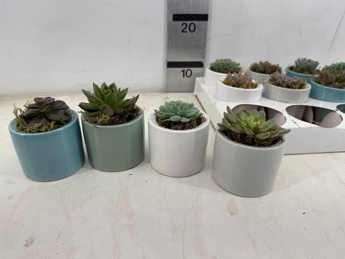 <h4>ARR SUCCULENTEN</h4>