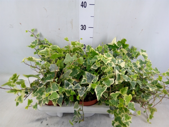 <h4>Hedera helix 'White Wonder'</h4>