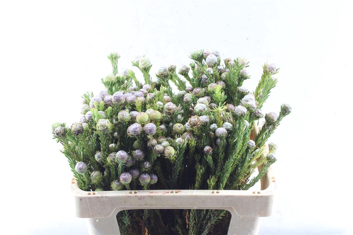 <h4>Kaaps Tortum Female</h4>