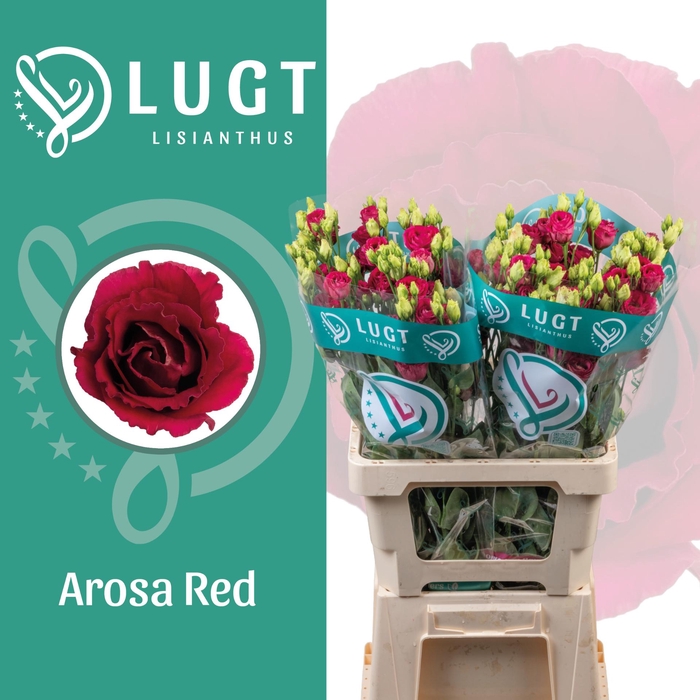 <h4>Lisianthus Arosa Red 996</h4>