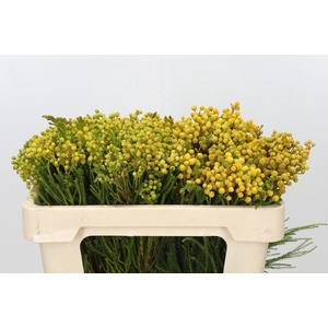 Kaaps Groen Lanug. yellow