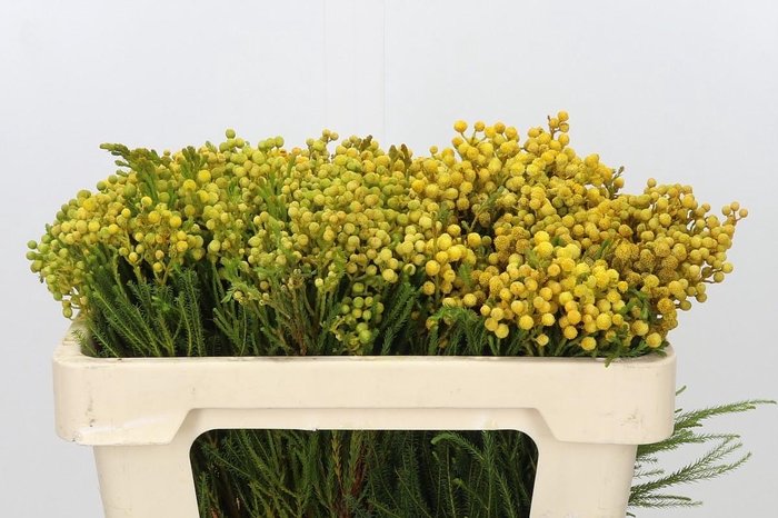 <h4>Kaaps Groen Lanug. yellow</h4>