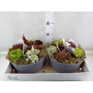 Arr.  Sempervivum L%