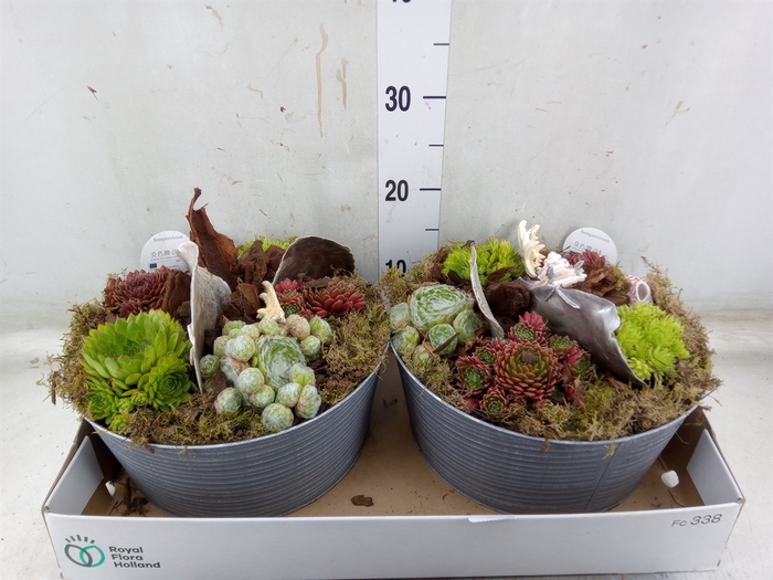 <h4>Arr.  Sempervivum L%</h4>