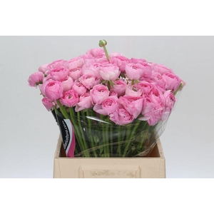 Ranunculus Charm Pink