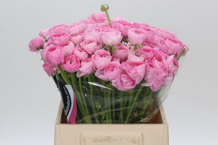 <h4>Ranunculus Charm Pink</h4>