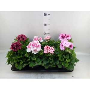 Pelargonium gran.   ..mix