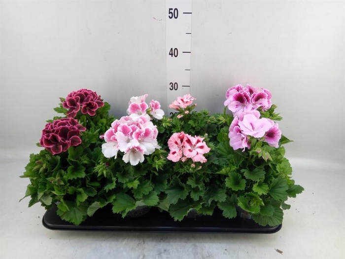 <h4>Pelargonium gran.   ..mix</h4>