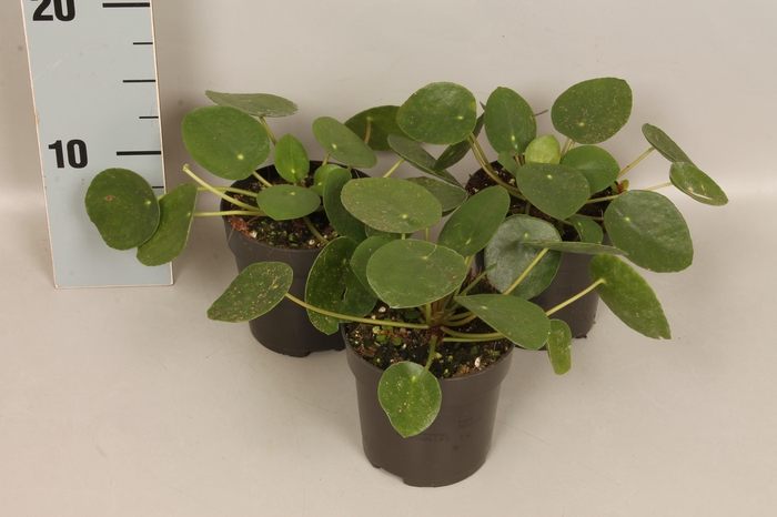 Indoor 12cm Pilea Peperomiodes