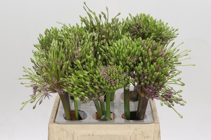 <h4>Allium Schubertii</h4>