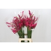 Nerine Minerva