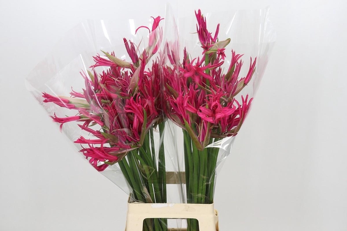 Nerine Minerva
