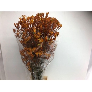 Anigozanthos Golden Girl