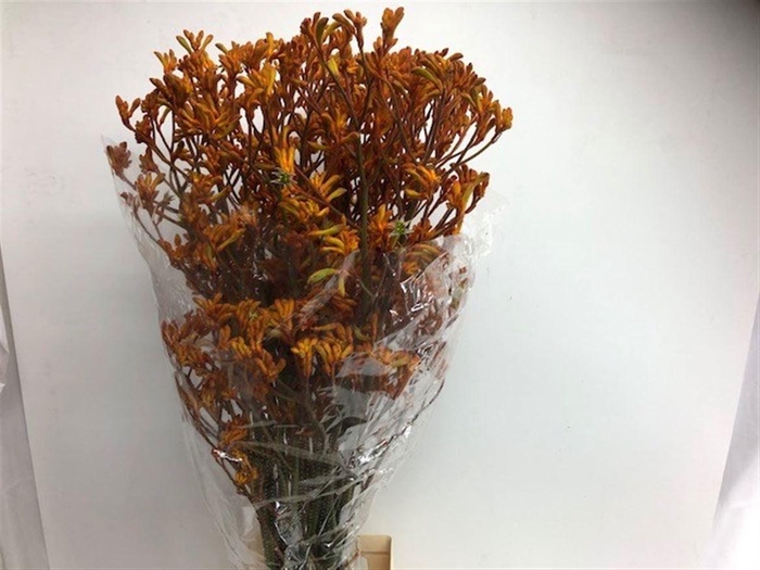 <h4>Anigozanthos Golden Girl</h4>