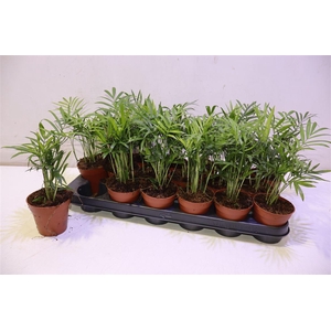 arr8 Chamaed Elegans