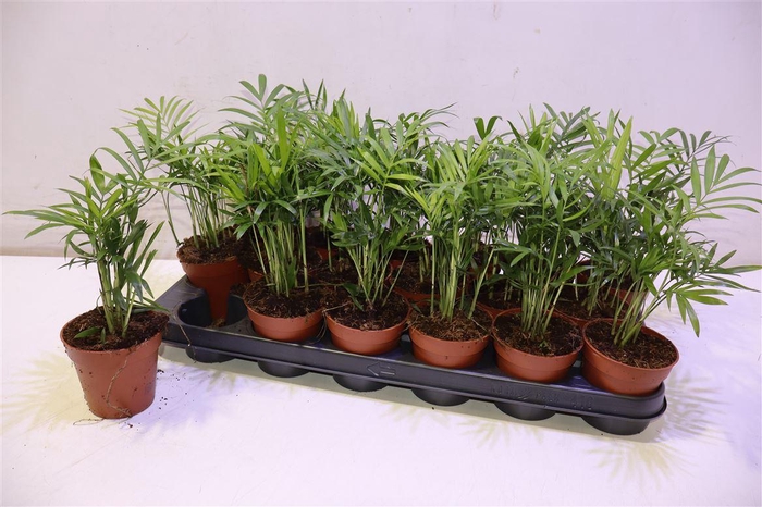 <h4>arr8 Chamaed Elegans</h4>