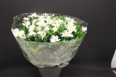 <h4>Leuc Vulg Margriet</h4>