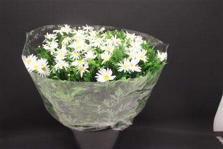 <h4>Leuc Vulg Margriet</h4>