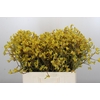 Anigozanthos Bush Down