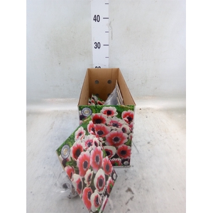 Flowerbulbs, corns or tubers   ...