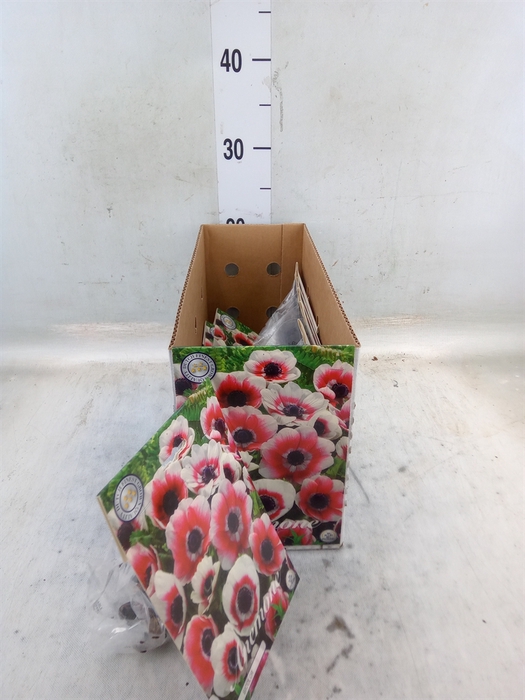 <h4>Flowerbulbs, corns or tubers   ...</h4>