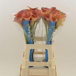 Calla Sunset Passion