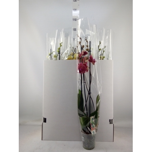 Phalaenopsis   ...mix