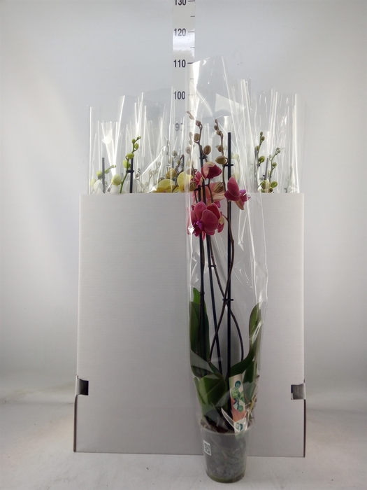 <h4>Phalaenopsis   ...mix</h4>