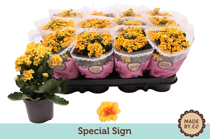 <h4>Kalanchoë Special Sign</h4>