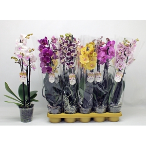 PHAL GEM