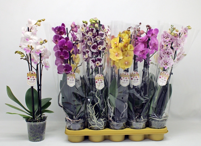 <h4>PHAL GEM</h4>
