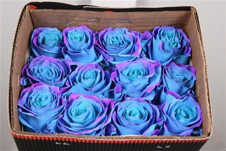 <h4>R Gr Bubblegum Blue Ec</h4>