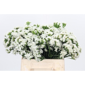Limonium S - Wh Starl Wings