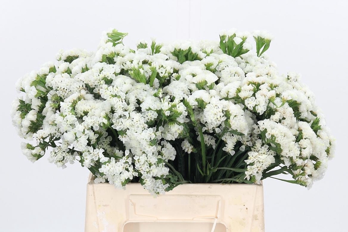 <h4>Limonium S - Wh Starl Wings</h4>
