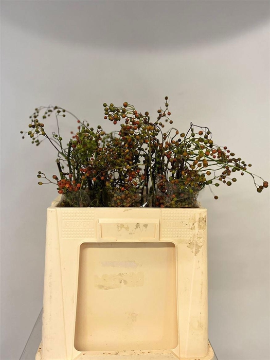 <h4>ROSA CORALLO</h4>