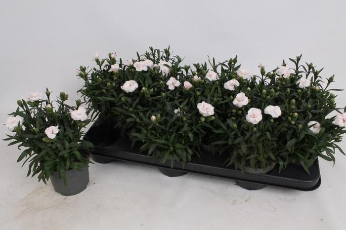 <h4>DIAN OSC WHITE RED</h4>