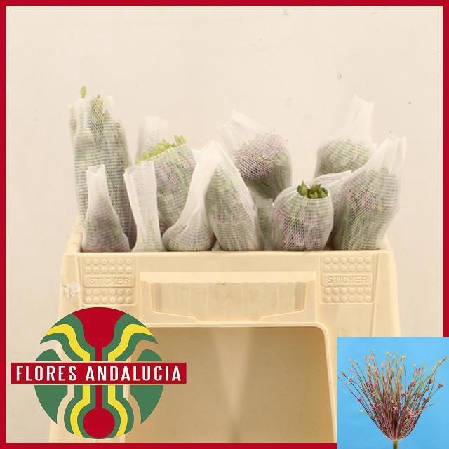 <h4>ALLIUM SCHUBERTII</h4>