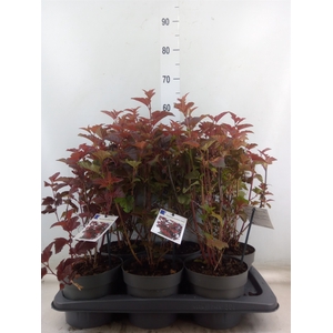 Physocarpus opulif.