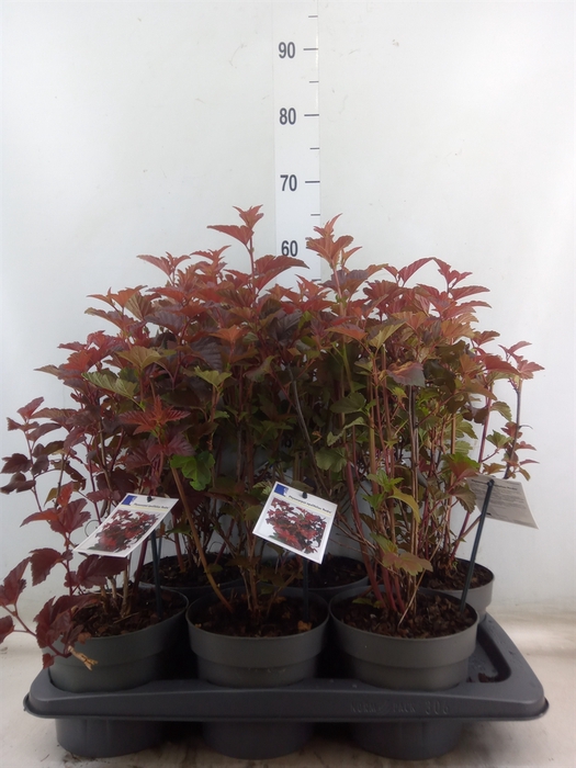 <h4>Physocarpus opulif.</h4>