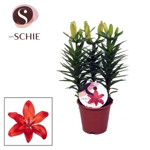 Lilium Az Matrix Red 13cm