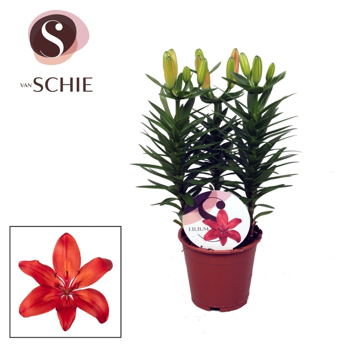 <h4>Lilium Az Matrix Red 13cm</h4>