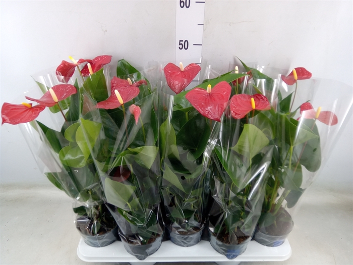 <h4>Anthurium andr. 'Karma Red'</h4>