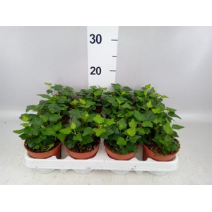 Hedera helix 'Wonder'