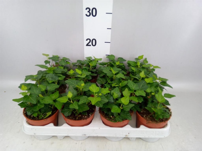 <h4>Hedera helix 'Wonder'</h4>