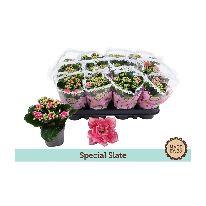 <h4>Kalanchoë Special Slate</h4>