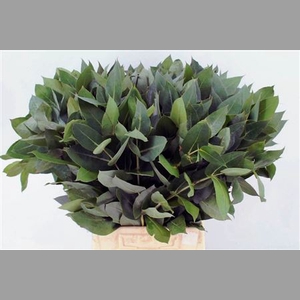 Euca Robusta 55 Cm Per Tak