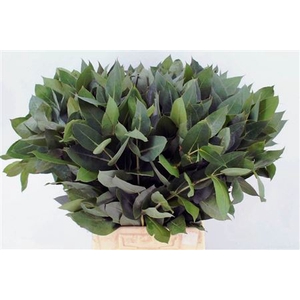 Euca Robusta 55 Cm Per Tak