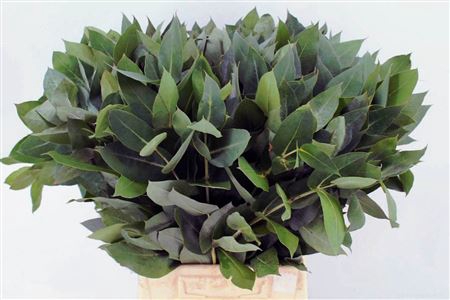 <h4>Euca Robusta P Tak</h4>