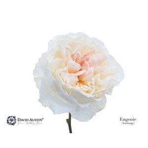 Rosa Gr Austin Eugenie